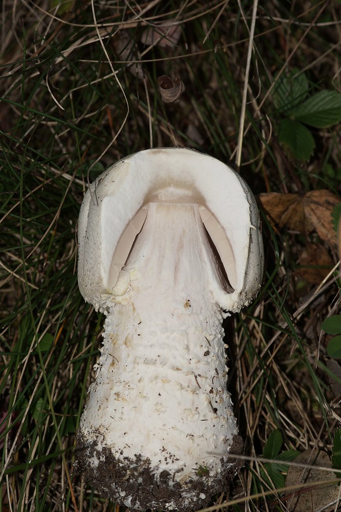 Wiesenchampignon-b.jpg