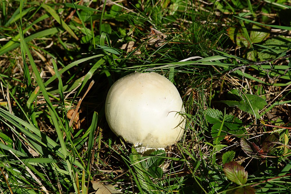 Wiesenchampignon.jpg
