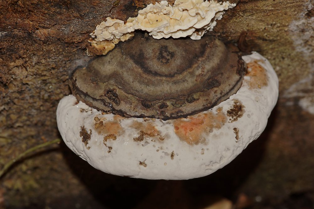 Wulstiger Lackporling Ganoderma cf. adspersum-B.jpg