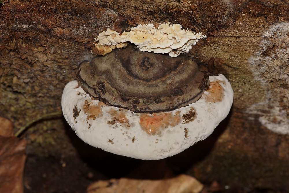 Wulstiger Lackporling Ganoderma cf. adspersum-a.jpg