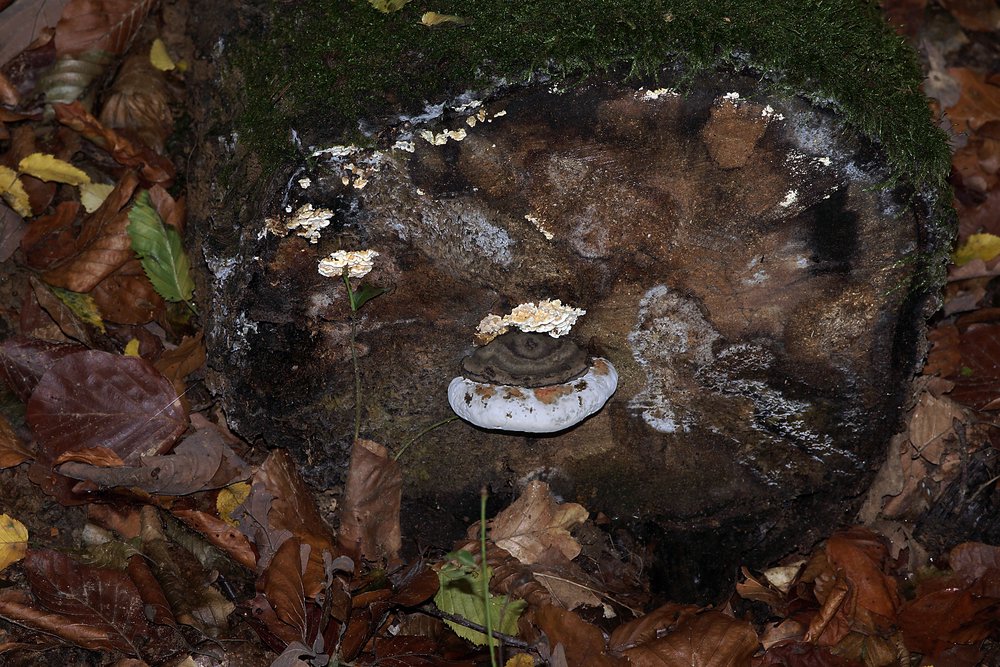 Wulstiger Lackporling Ganoderma cf. adspersum.jpg