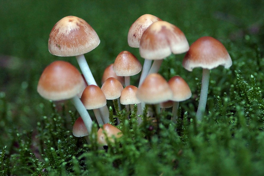 Ziegelroter Schwefelkopf-a.jpg