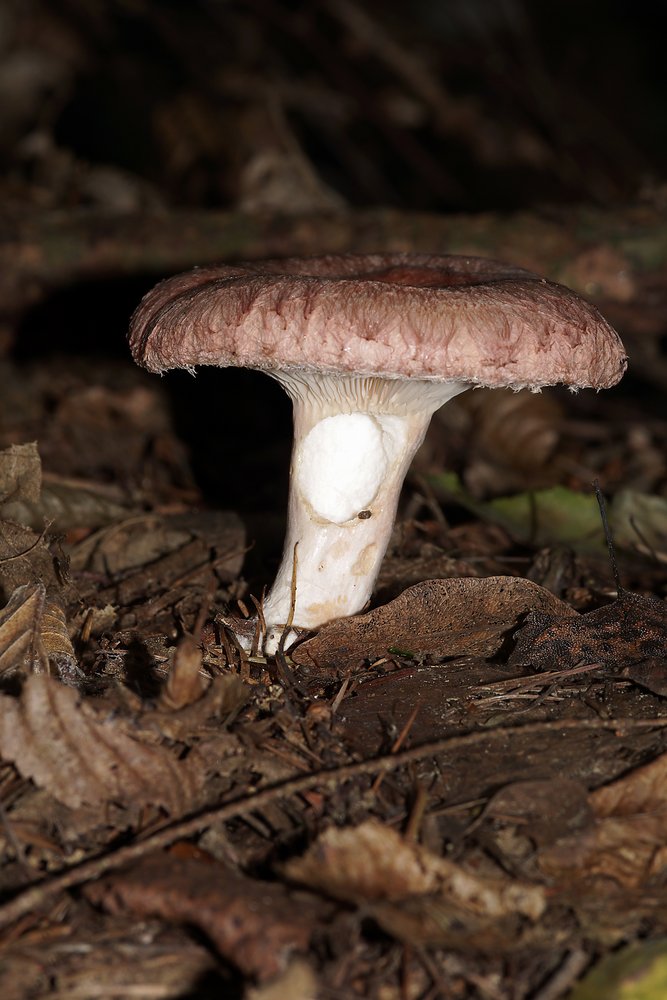 Zottiger Birkenmilchling-a.jpg