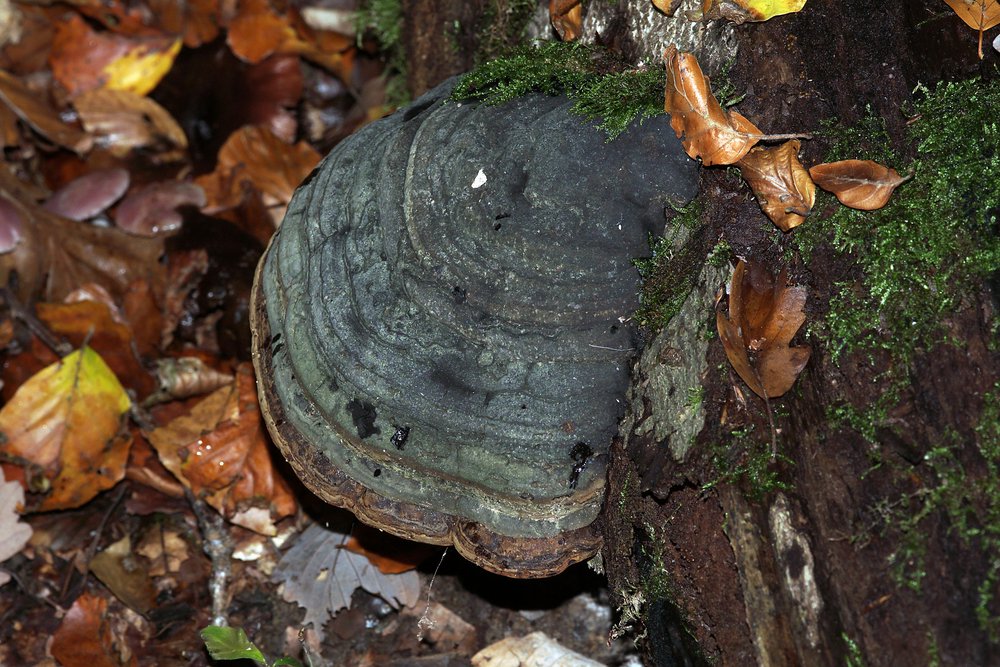 Zunderschwamm Fagus sylvatica.jpg