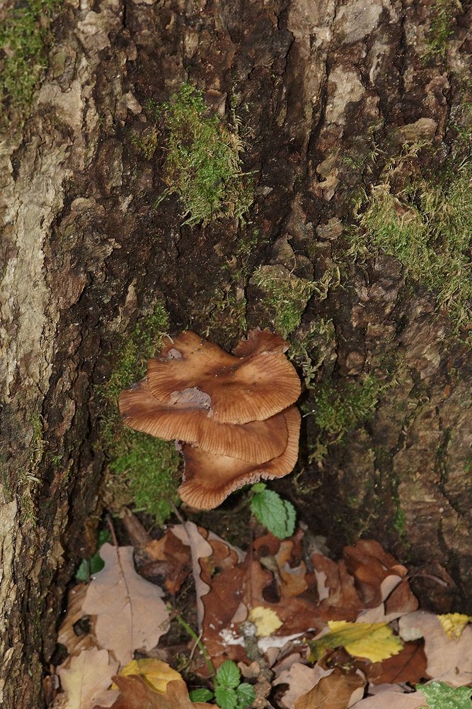 Zwiebelfuessiger Hallimasch.jpg