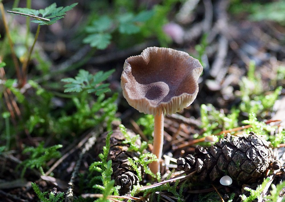 brennende rübling Gymnopus peronatus.jpg
