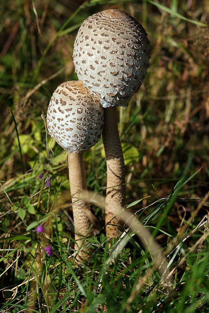 geschlossener parasol-1.jpg