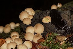 Birnenstaeubling-a.jpg
