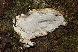 Bitterer Saftporling-b.jpg