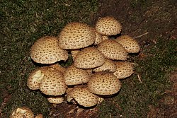 Bleicher Schueppling-a.jpg