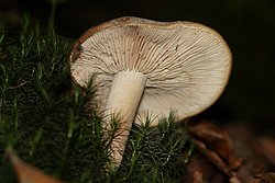 Brandiger Ritterling-a.jpg