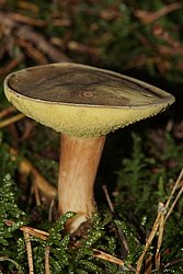 Brauner Filzroehrling-a.jpg