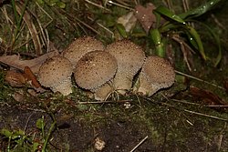 Brauner Staeubling-a.jpg