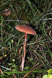 Braunroter Lacktrichterling-a.jpg