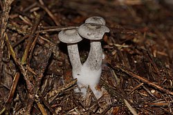 C. ditopa-a.jpg