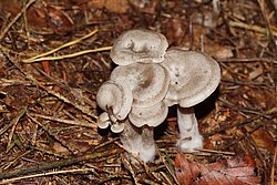 C. ditopa.jpg