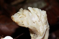 Clavulina coralloides-a.jpg