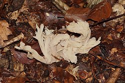 Clavulina coralloides.jpg