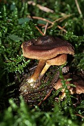 Cortinarius Dermalicorius-a.jpg