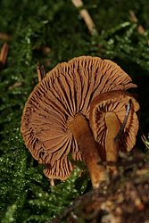 Cortinarius Dermalicorius-b.jpg