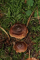 Cortinarius Dermalicorius.jpg