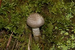 Cortinarius cf. anomalus-a.jpg