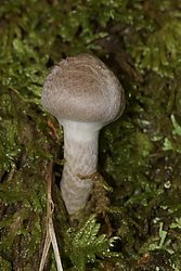Cortinarius cf. anomalus.jpg