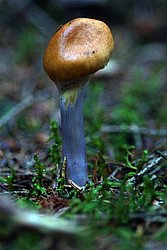 Cortinarius stillatitius-a.jpg