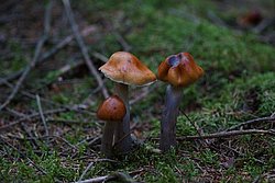 Cortinarius stillatitius-b.jpg