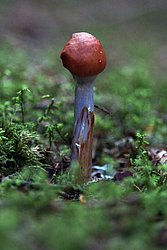 Cortinarius stillatitius.jpg