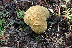 Dickschaliger Kartoffelbovist-a.jpg