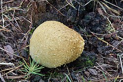 Dickschaliger Kartoffelbovist.jpg