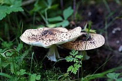 Echinoderma-a.jpg