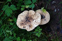 Echinoderma.jpg