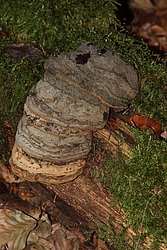 Echte Zunderschwamm Fomnes fomentarius-a.jpg