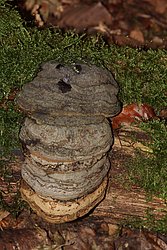 Echte Zunderschwamm Fomnes fomentarius.jpg
