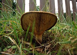 Empfindlicher Krempling Paxillus involutus-a.jpg