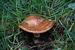 Empfindlicher Krempling Paxillus involutus.jpg