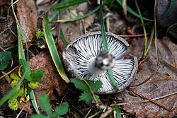 Erdritterling Tricholoma terreum-a.jpg