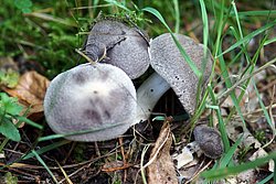 Erdritterling Tricholoma terreum.jpg
