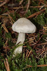 Faelbling Hebeloma-a.jpg