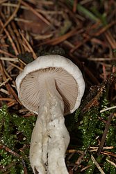 Faelbling Hebeloma-b.jpg