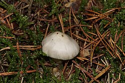 Faelbling Hebeloma.jpg