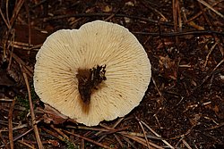 Falscher Pfifferling Hygrophoropsis aurantiaca-a.jpg