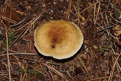 Falscher Pfifferling Hygrophoropsis aurantiaca.jpg