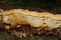 Fenchel-Porling-a.jpg