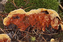 Fenchel-Porling-b.jpg