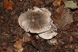 Fichtenhabichtpilz.jpg