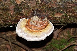 Fichtenporling Fomitopsis pinicola-1-a.jpg