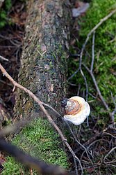 Fichtenporling Fomitopsis pinicola-1.jpg